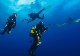 PADI Open Water Diver Course for Beginners in Faial from Haliotis Faial.