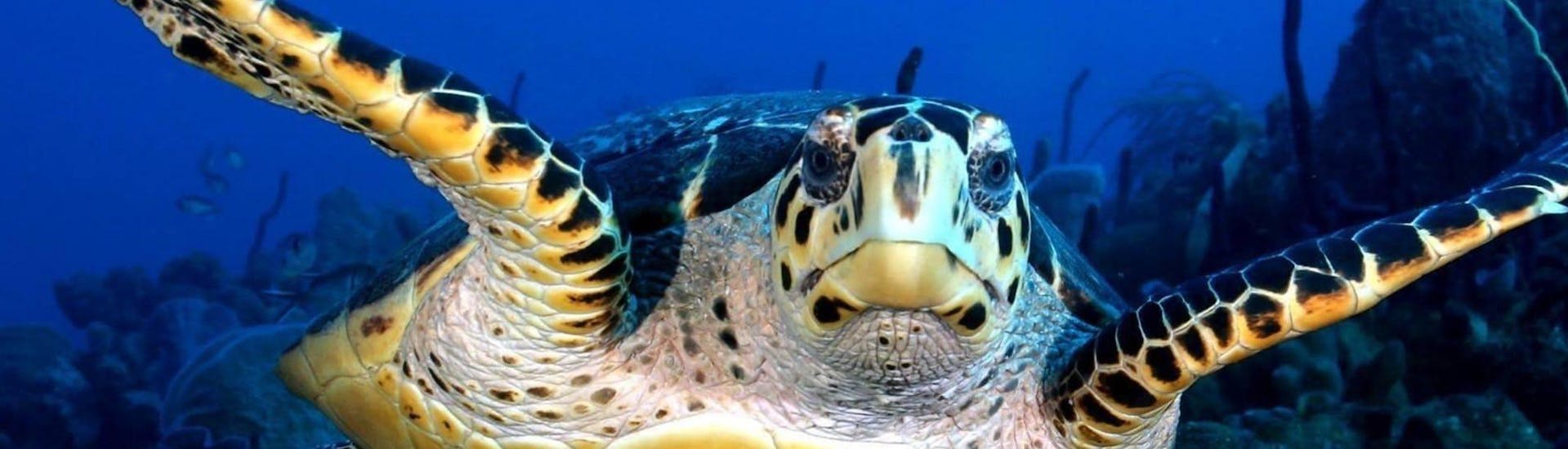Une tortue prise en photo pendant le Snorkeling dans la Réserve Cousteau avec Les Heures Saines Guadeloupe.