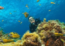 Diver who swims behind a reef in the Discover Scuba Diving course in Santa Maria.