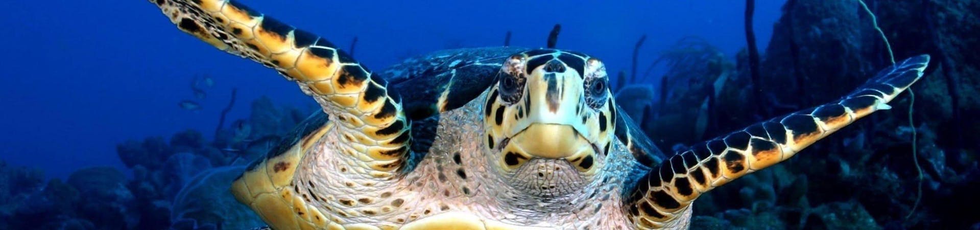 Une tortue prise en photo pendant la Plongée d'exploration en bateau dans la Réserve Cousteau avec Les Heures Saines Guadeloupe.