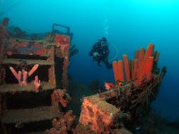 Une personne explore les lieux durant sa Plongée d'exploration en bateau dans la Réserve Cousteau avec Les Heures Saines Guadeloupe.