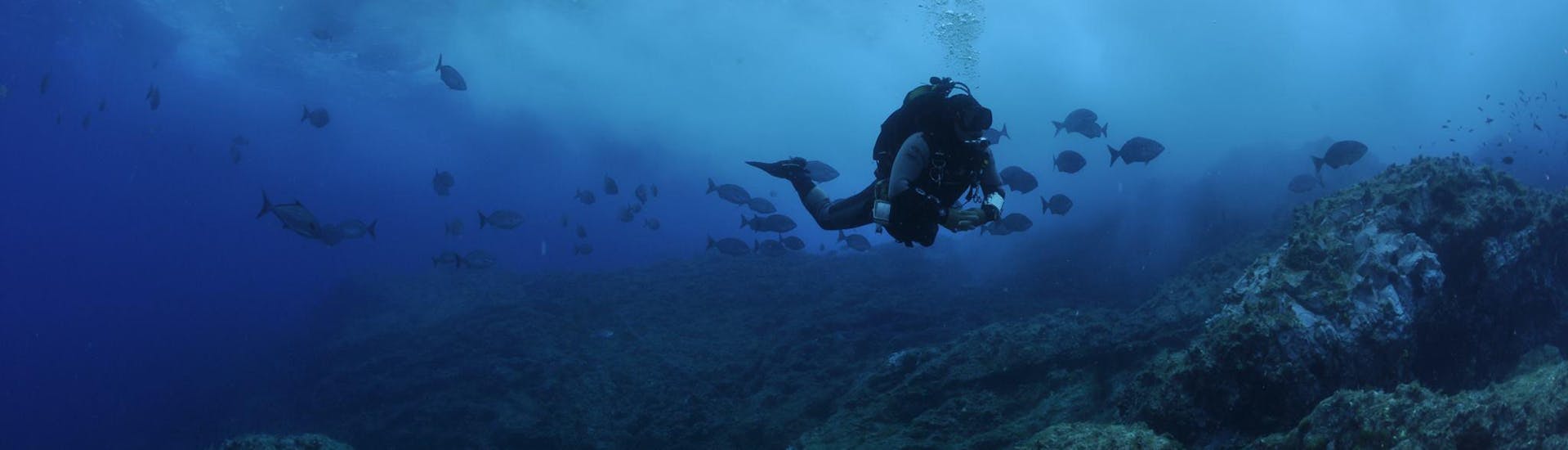 Diver under water during a Guide Boat Dive with a school of fish with Haliotis Santa Maria.