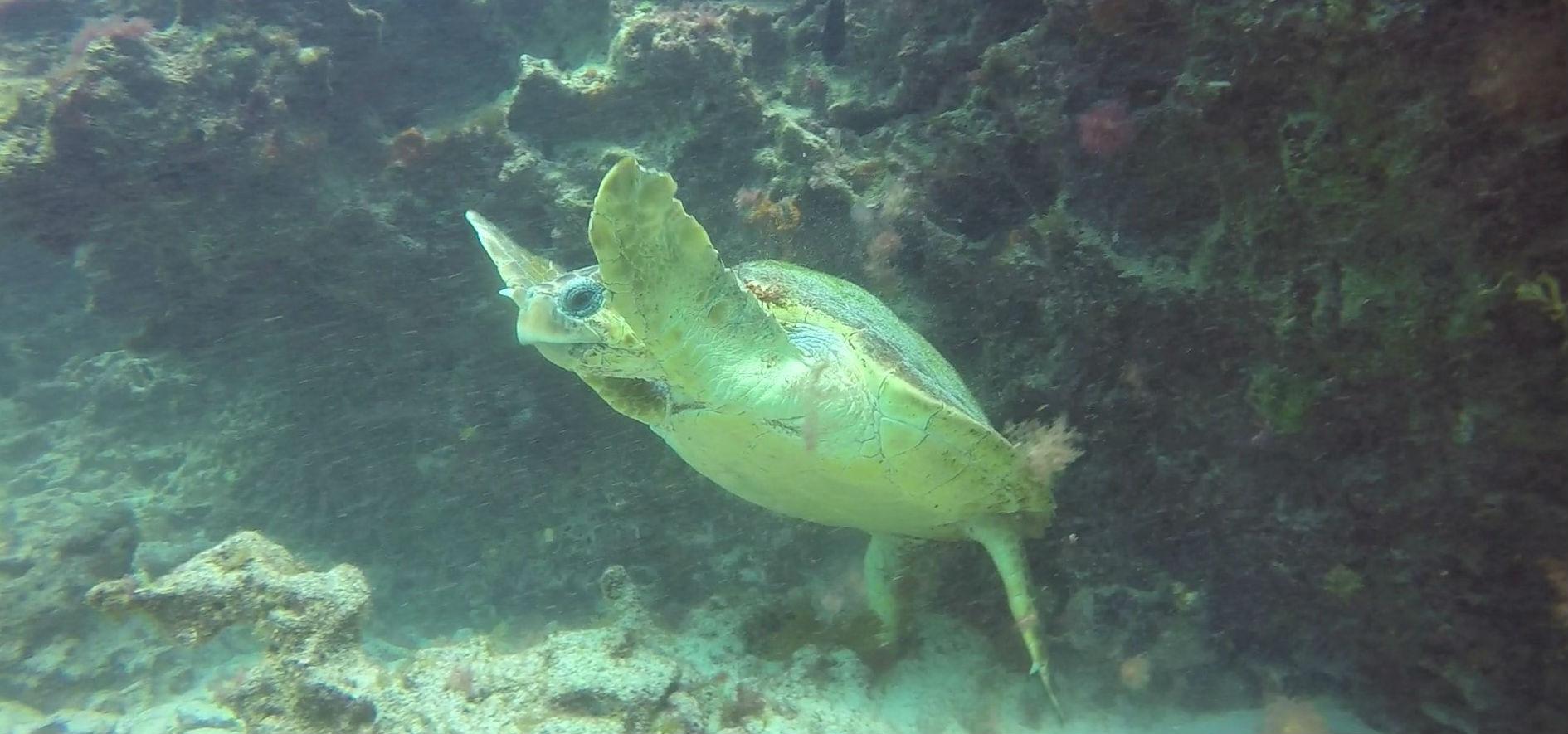 Scuba Diving - Guided Boat Dives from Fuerteventura.