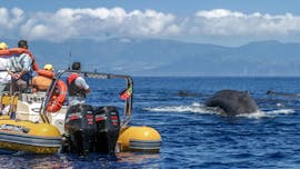 Azoren Walvissen spotten en boottocht rond de eilandje met Azores Whale Watching TERRA AZUL.