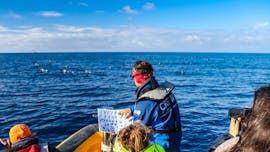 Açores Expédition d'Observation des Oiseaux Marins avec Azores Whale Watching TERRA AZUL.