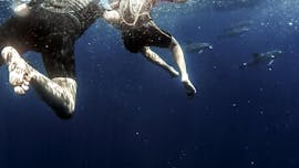 Azoren Zwemmen met Dolfijnen Atlantische Ervaring met Azores Whale Watching TERRA AZUL.