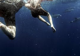 Azoren Zwemmen met Dolfijnen Atlantische Ervaring met Azores Whale Watching TERRA AZUL.