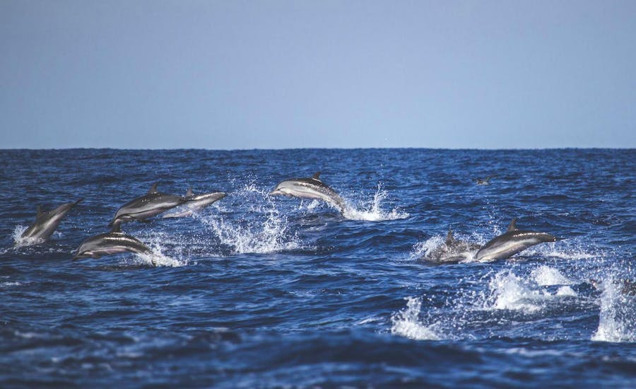 Several dolphins are jumping around during the Azores Swim with Dolphins Atlantic Experience with Azores Whale Watching TERRA AZUL.