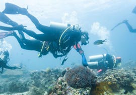 Discover Scuba Diving in Novalja with Foka Diving Centar Novalja