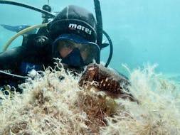 Ein Tauchlehrer bewundert die lokale Fauna während des Discover Scuba Diving for Beginners in Punta Battistoni.