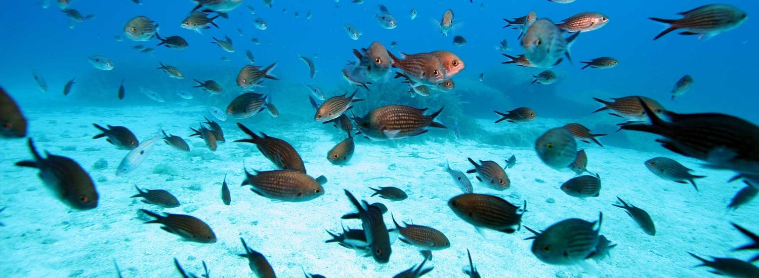 A school of fish swims in the crystal clear water during the Discover Scuba Diving for Beginners at Punta Battistoni with Orso Diving Club Poltu Quatu