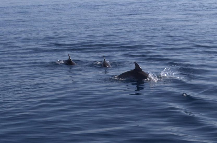 A family of dolphins is spotted during the Dolphin Watching at Capo Figari with Snorkeling Stops Orso Diving Club Poltu Quatu.