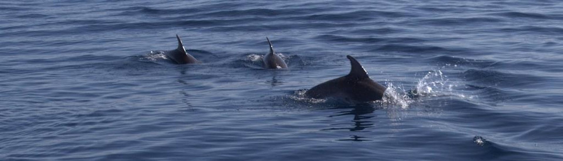 Una famiglia di delfini viene avvistata durante il Dolphin Watching a Capo Figari con Snorkeling Stops Orso Diving Club Poltu Quatu.