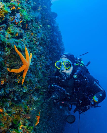 A diver looking at a starfish underwater during Guided Dives in Hvar & Pakleni Islands for Certified Divers with Aqualis Dive Center Hvar.