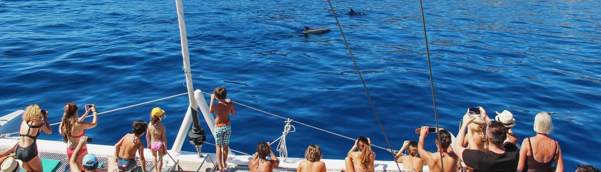 Teilnehmer fotografieren Delfine und Wale während einer Katamaran-Tour in Funchal im Rahmen einer von VMT Madeira angebotenen Aktivität.