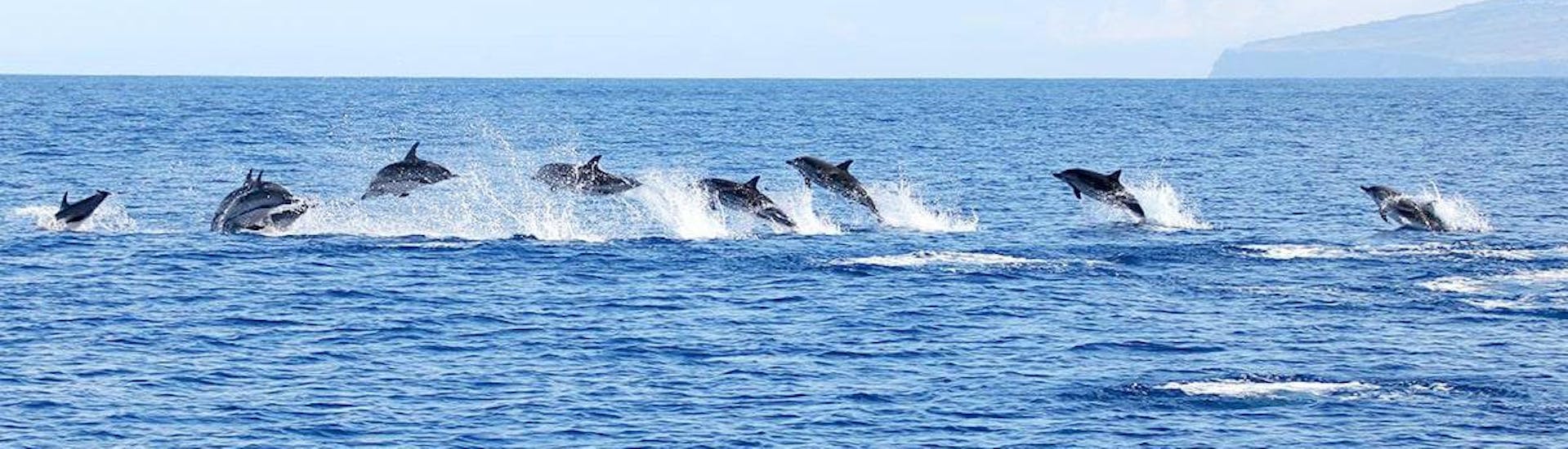 Dolphins are swimming, one of the beautiful things that you can see during the Picos de Aventura Azores.
