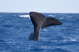 The tail of a whale, seen during the Full-day Whale Watching Tour + Vila Franca Islet with Picos de Aventura Azores.