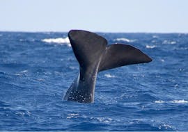 The tail of a whale, seen during the Full-day Whale Watching Tour + Vila Franca Islet with Picos de Aventura Azores.