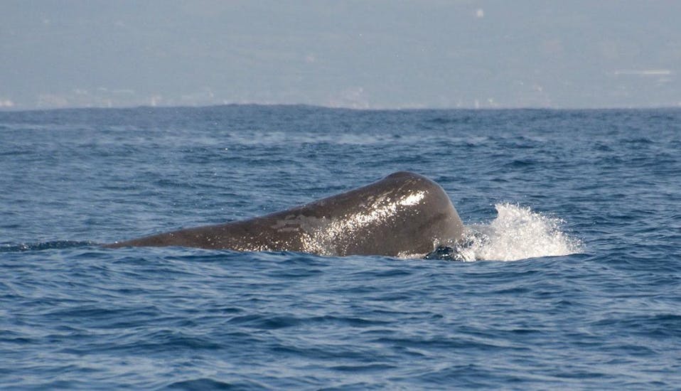 A whale is taking a breath during the Full-day Whale Watching Tour + Vila Franca Islet.