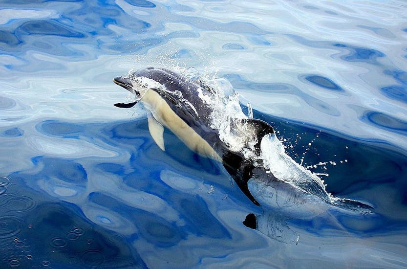 A dolphin seen from the boat during the Boat Tour from Angra do Heroísmo - "Whale & Dolphin Watching".