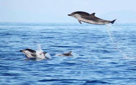Beautiful dolphins seen during the Sea Experience - Swimming with Dolphins with Picos de Aventura Azores.