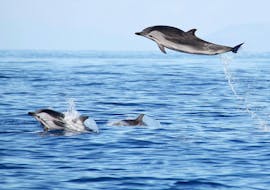 Beautiful dolphins seen during the Sea Experience - Swimming with Dolphins with Picos de Aventura Azores.