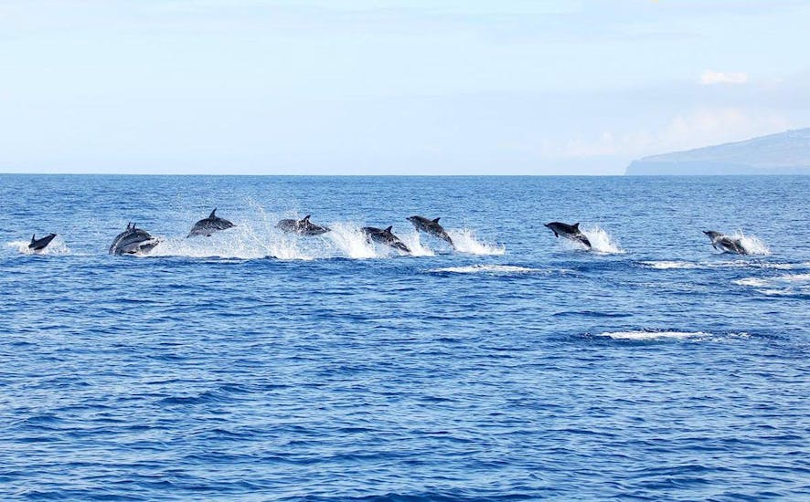 A group of dolphins coming out of the surface during the Sea Experience - Swimming with Dolphins.