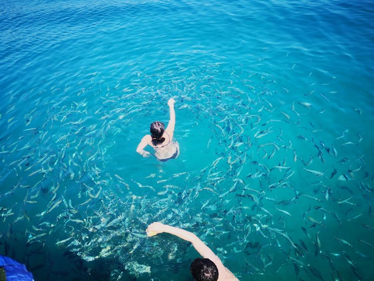 People swimming in a school of fish during the boat trip to Cape Kamenjak - Southernmost Point in Istria with Rio Boat Pula.