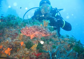Scuba Diving Course for Beginners - BSAC Ocean Diver with Dupin Dive Centre Korčula