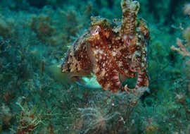 Guided Dives around Gozo from Blue Waters Dive Cove Gozo Guided Dives around Gozo from Blue Waters Dive Cove Gozo.