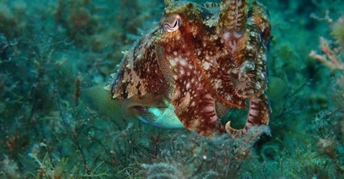 Guided Dives around Gozo from Blue Waters Dive Cove Gozo Guided Dives around Gozo from Blue Waters Dive Cove Gozo.