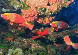 PADI Scuba Diver Course in Gozo for Beginners from Blue Waters Dive Cove Gozo PADI Scuba Diver Course in Gozo for Beginners from Blue Waters Dive Cove Gozo.