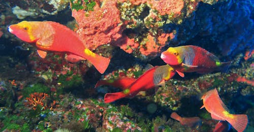 Formation plongée PADI Scuba Diver à Gozo pour Débutants avec Blue Waters Dive Cove Gozo Formation plongée PADI Scuba Diver à Gozo pour Débutants avec Blue Waters Dive Cove Gozo.