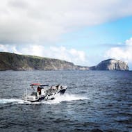 Gita in barca da Horta a Vulcão dos Capelinhos con osservazione della fauna selvatica con Pure Adventure Azores.