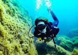 PADI Open Water Diver Course for Beginners in Bugibba, Malta with Corsair Diving Malta