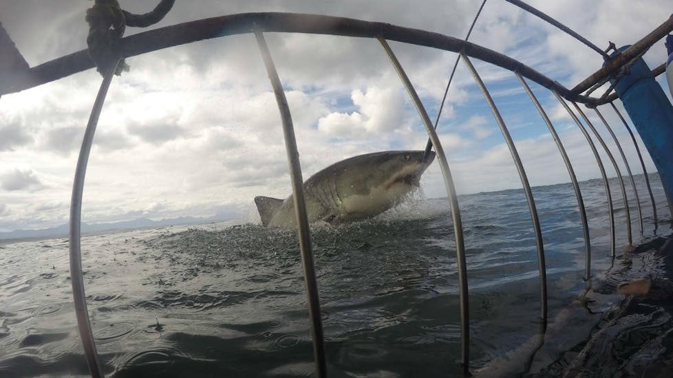 Shark Cage Diving in Mossel Bay