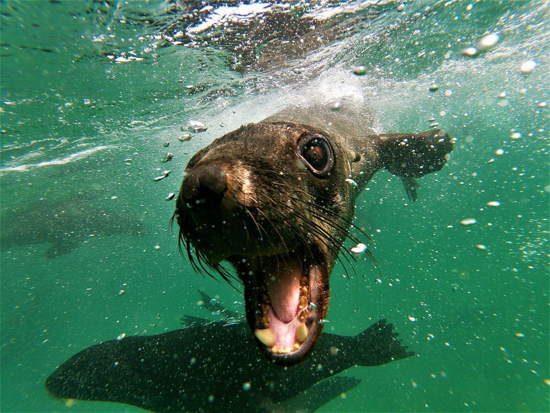 During the Boat tour with Seals Watching from Plettenberg Bay, a seal is approaching a boat out of curiosity that is driven by a local tour guide from Offshore Adventures.