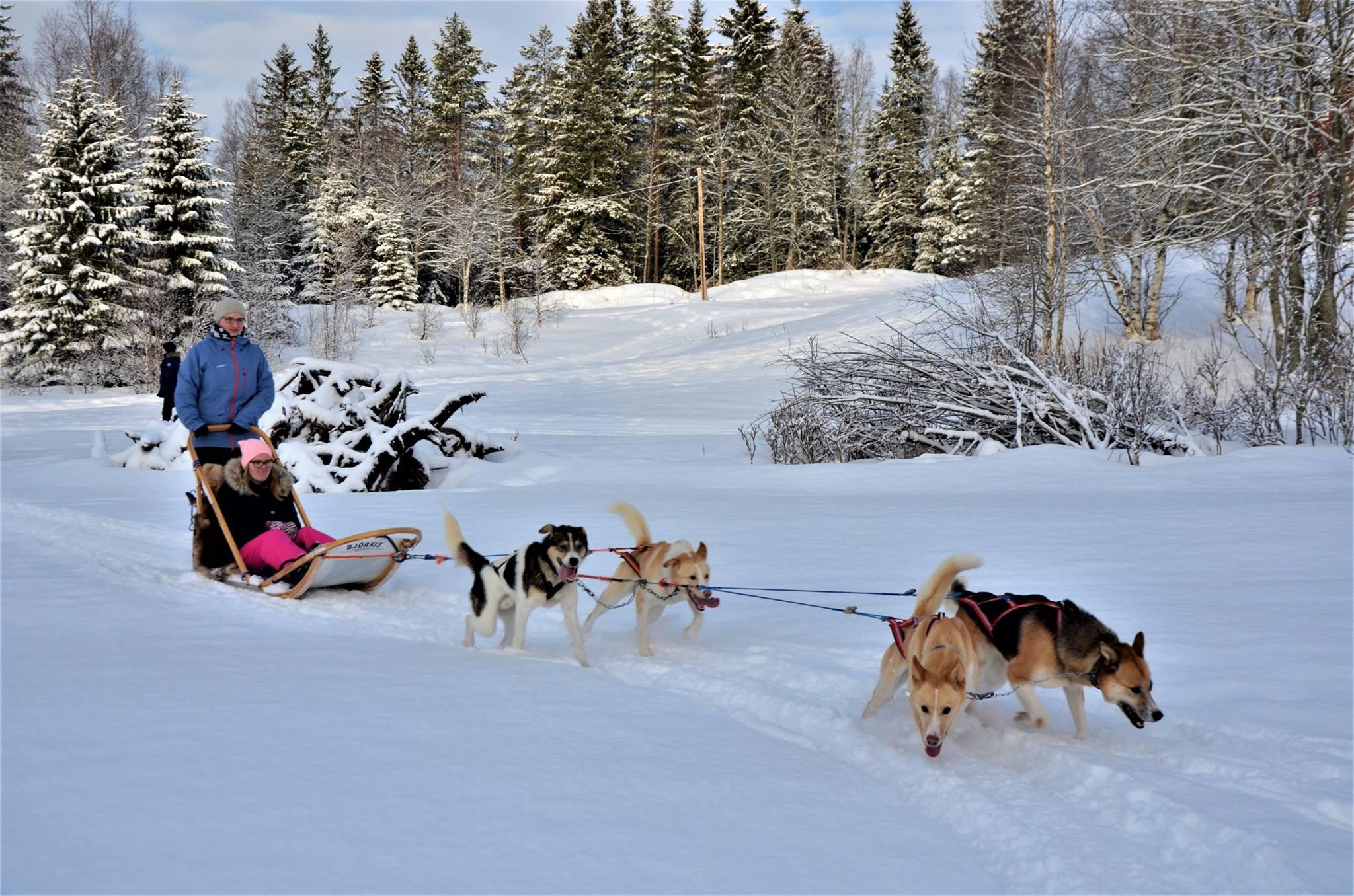 A team of huskies is pulling a sled with two girls through the Norway's winter wonderland during the Dog Sledding near Trondheim in Kopperå - Full Day Tour with Norway Husky Adventure.
