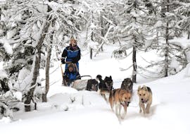 A team of Alaskan Huskies is excited to pull the sled through the snow during the Dog Sledding near Trondheim in Kopperå - Full Day Tour with Norway Husky Adventure.