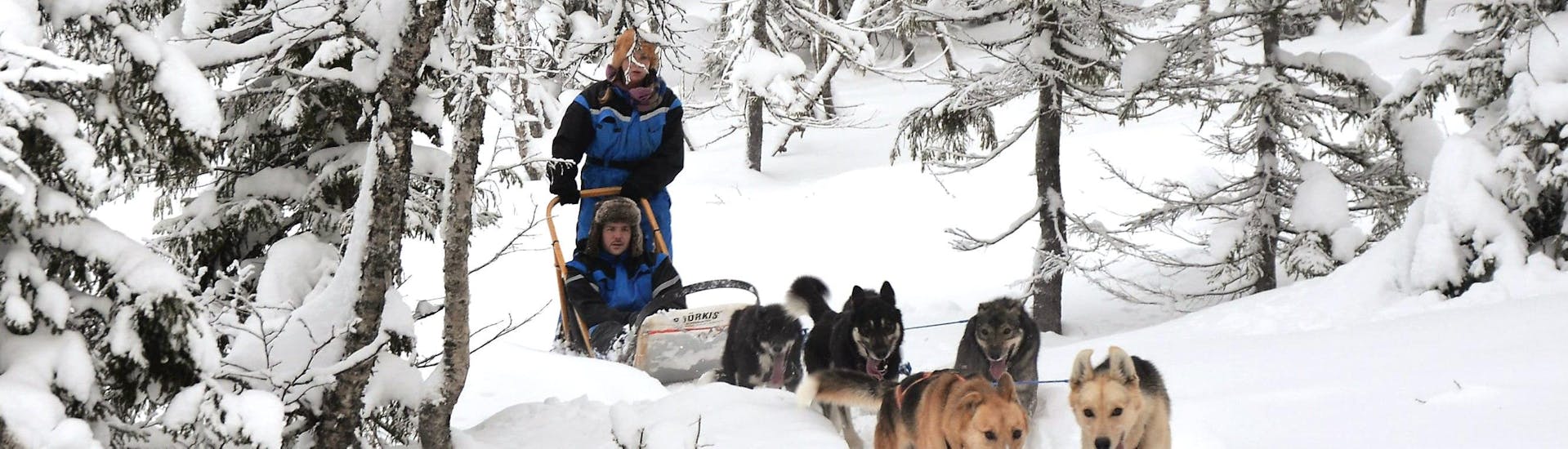 Ein Gespann aus Alaska-Huskys freut sich darauf, den Schlitten durch den Schnee zu ziehen, während der Hundeschlittentour bei Trondheim in Kopperå - Ganztagestour mit Norway Husky Adventure.