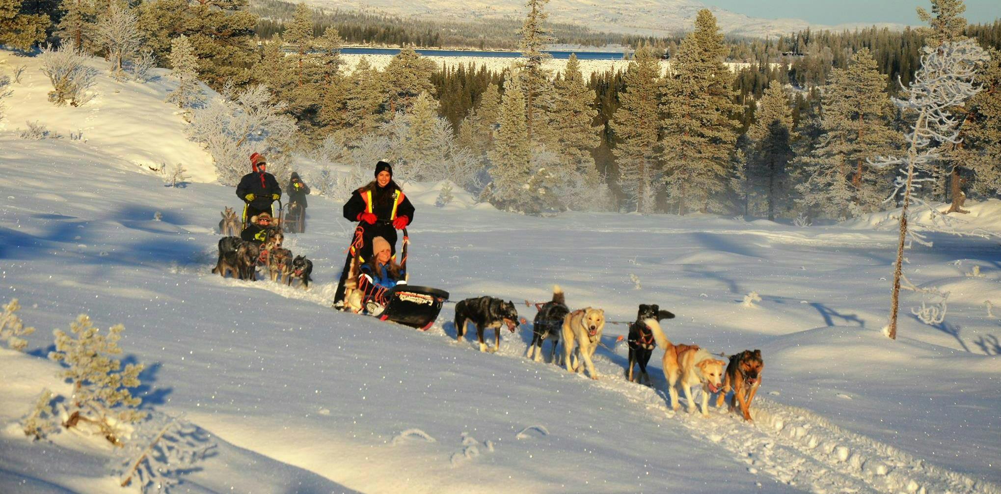 Dog Sledding near Trondheim in Kopperå - 2 Day Tour from Norway Husky Adventure.