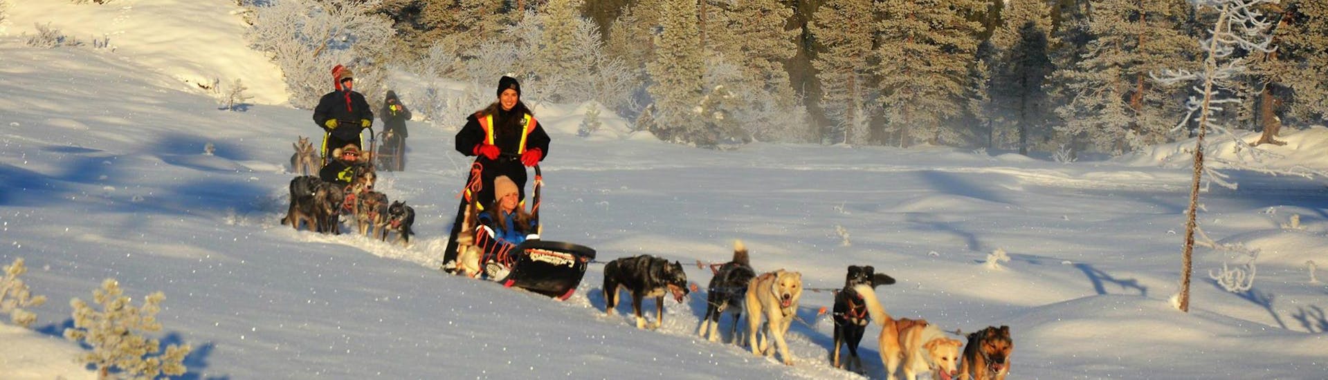 The participants of the Dog Sledding near Trondheim in Kopperå - 2 Day Tour with Norway Husky Adventure are having fun while mushing their team of sled dogs through the glistening snow.