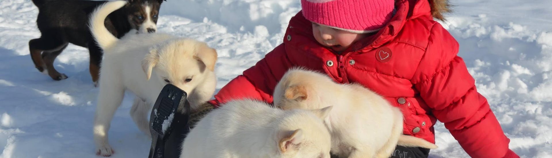Een klein meisje speelt in de sneeuw met puppies tijdens Husky Kennel Visit in Kopperå bij Norway Husky Adventure.