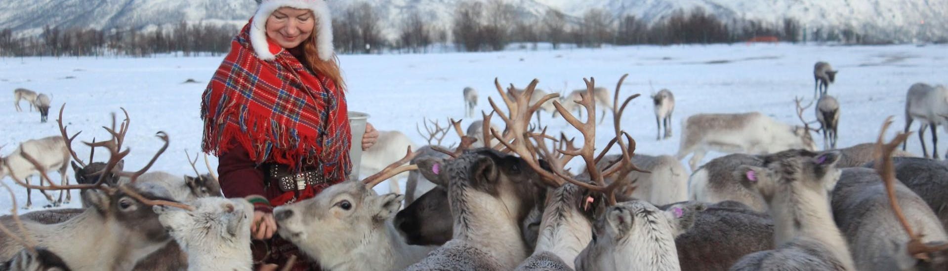 A Sami woman in traditional cloths is feeding reindeers during the Reindeer Experience & Feeding at Sami Camp in Tromsø organised by Tromso Arctic Reindeer-
