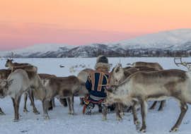 Otras actividades para todos los niveles con Tromso Arctic Reindeer Otras actividades para todos los niveles con Tromso Arctic Reindeer.