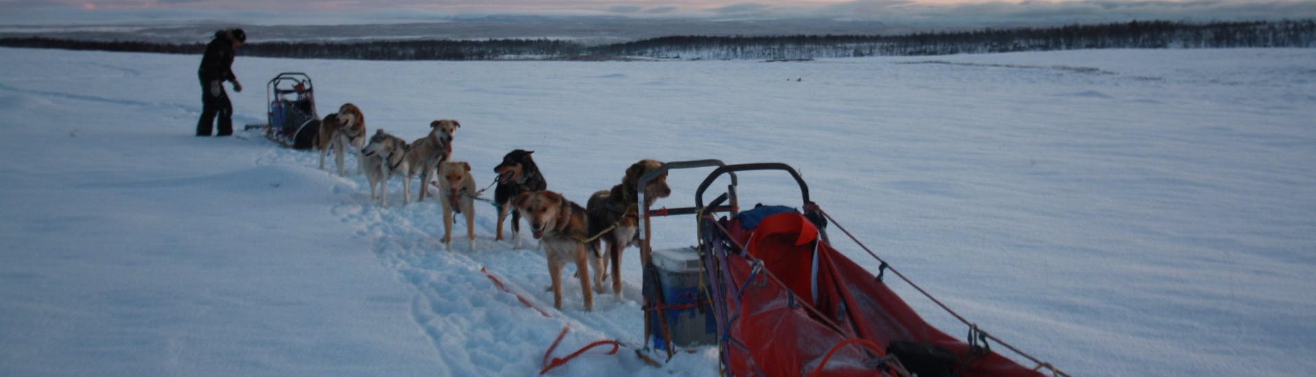 Driving a Dog Sledding Team in Varangerhalvøya - 12km.
