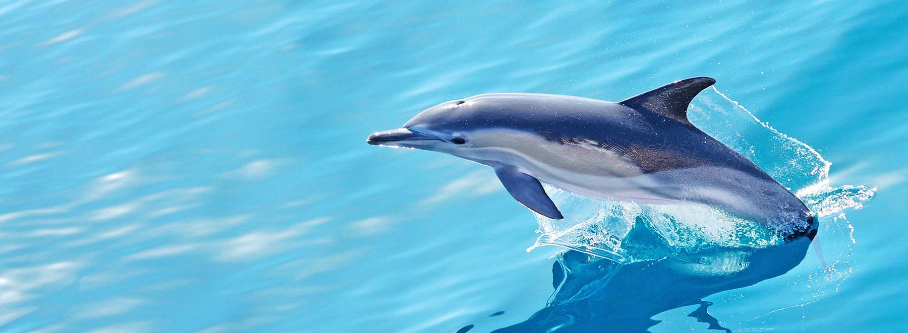 Whale and Dolphin Watching in Tenerife - Hellotickets