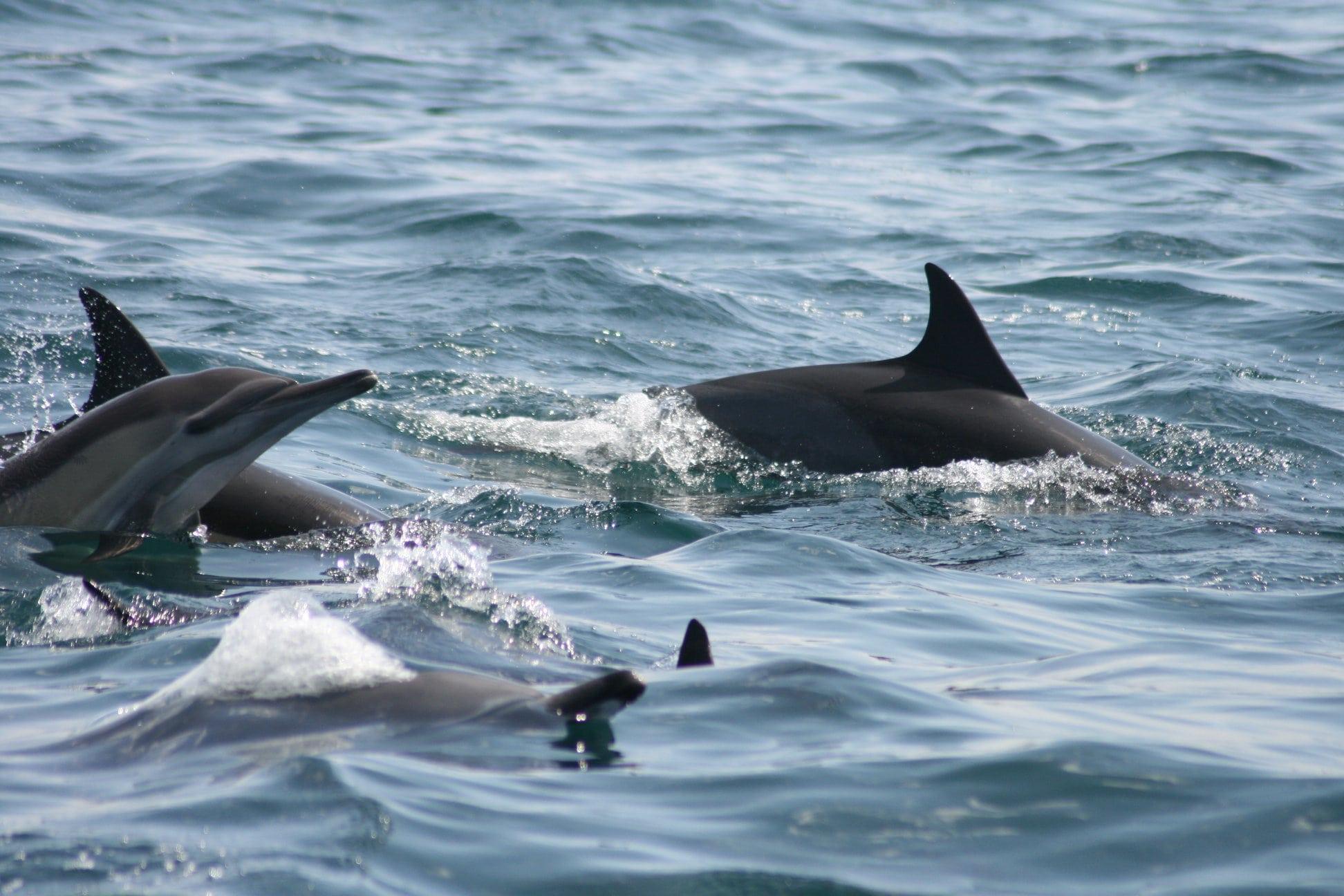 dolphin-watching-tour-in-plettenberg-bay-ocean-blue-adventures-3