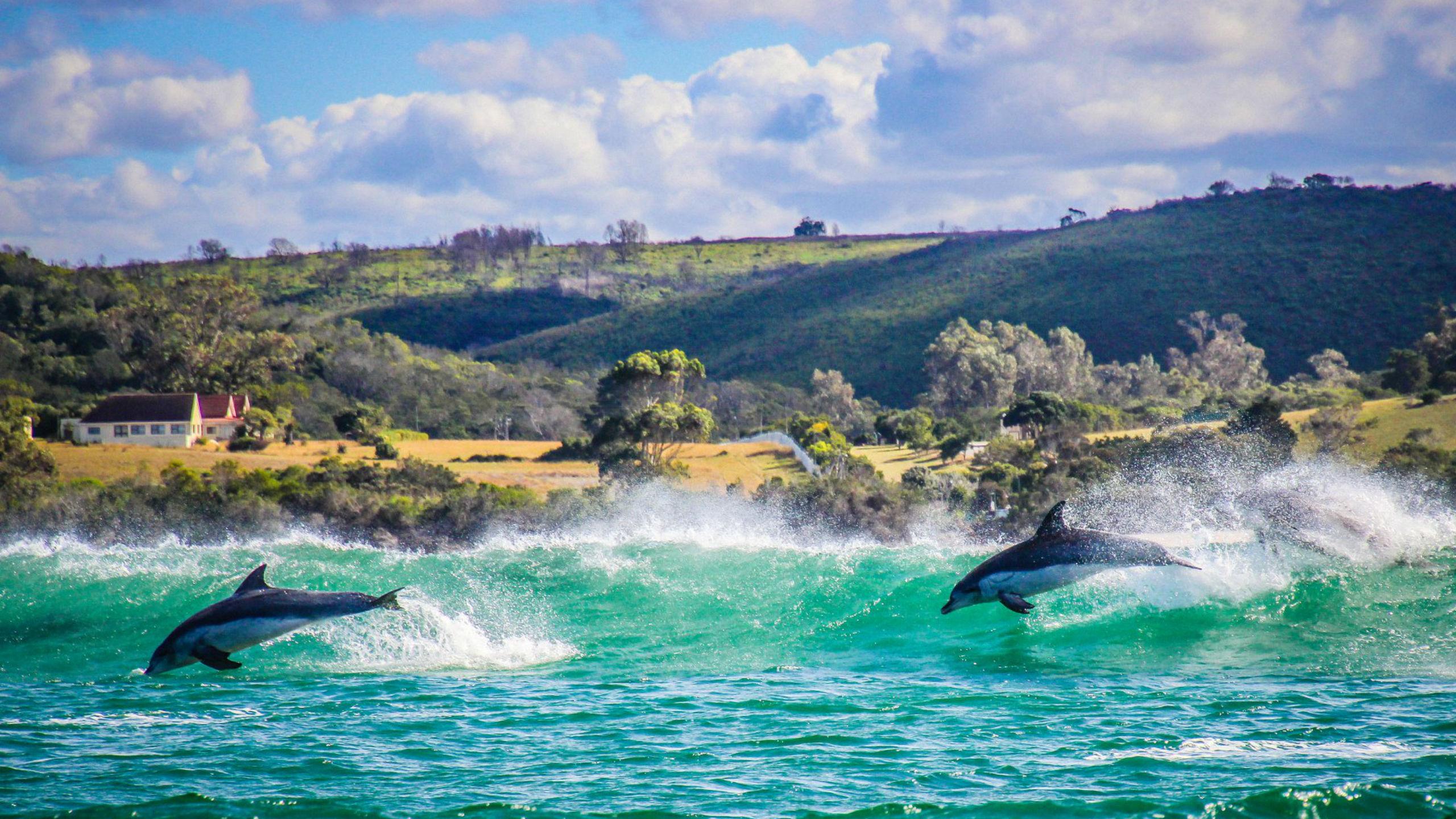 dolphin-watching-tour-in-plettenberg-bay-ocean-blue-adventures-5