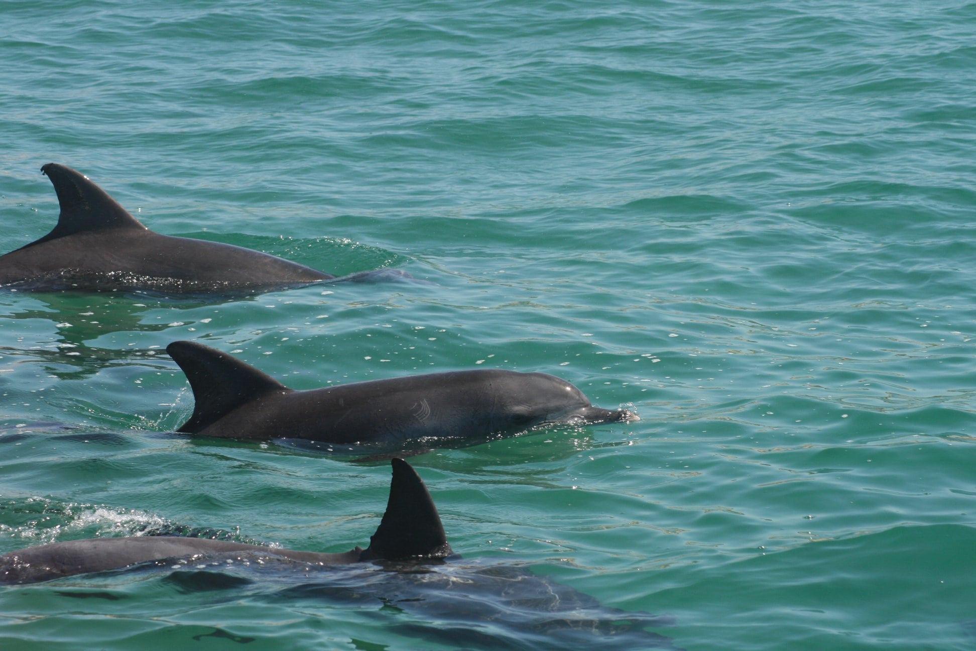 dolphin-watching-tour-in-plettenberg-bay-ocean-blue-adventures-6